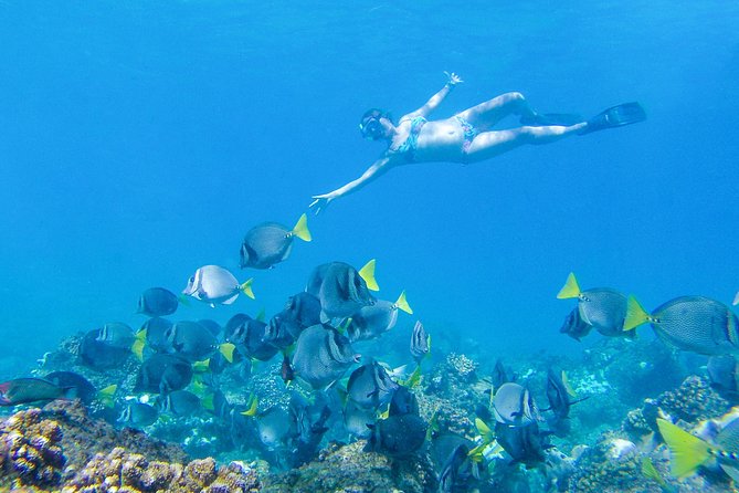 Los Cabos Power snorkel Adventure, Kayaking and Stand-Up Paddle - What the snorkeling is really like