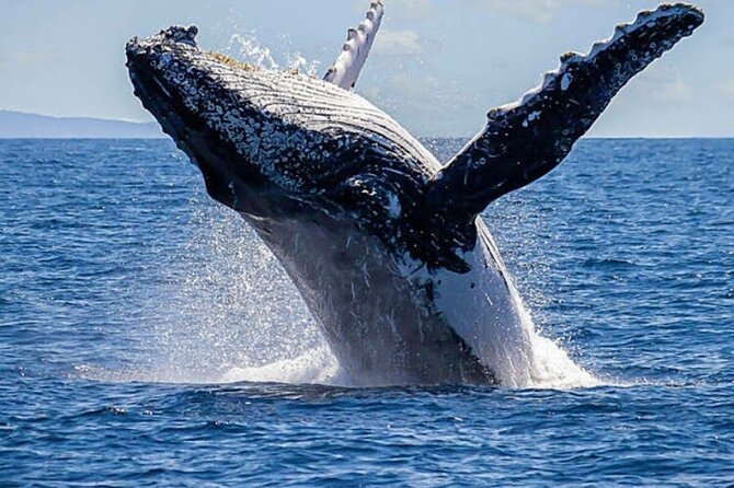 Los Cabos Private Yacht Whale Watching & Drinks - Up to 18 Guests - Meeting at C Dock without losing time