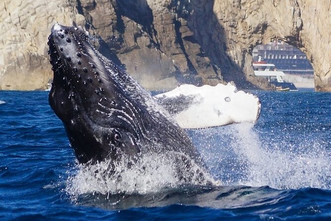 Los Cabos Private Yacht Whale Watching & Drinks - Up to 18 Guests - The Arch, beaches, caves, and Lovers Beach