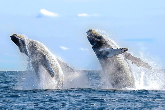 Los Cabos Private Yacht Whale Watching & Drinks - Up to 18 Guests - Swimming, snorkeling, and paddle boarding