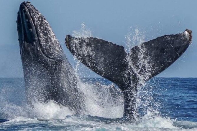 Los Cabos Private Yacht Whale Watching & Drinks - Up to 18 Guests - Price, group size, and what you actually receive