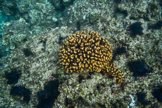 Los Cabos Snorkeling Tour to Chileno Bay and Santa Maria Cove - What you may see under the surface
