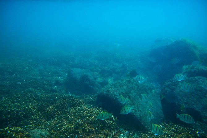 Los Cabos Snorkeling Tour to Chileno Bay and Santa Maria Cove - What is included, and what should you bring?