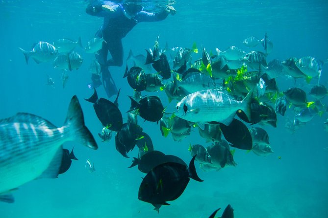 Los Cabos Snorkeling Tour to Chileno Bay and Santa Maria Cove - Who will get the most from this tour?