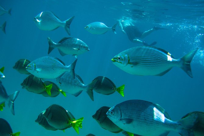 Los Cabos Snorkeling Tour to Chileno Bay and Santa Maria Cove - Chileno Bay: easy entry and reef views
