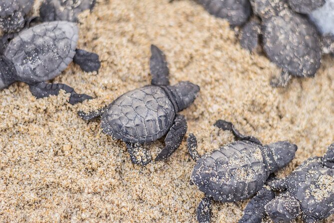 Los Cabos turtle release conservation program - Playa Migrino and the sunset release