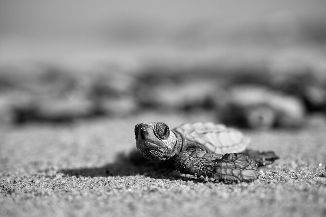 Los Cabos turtle release conservation program - The important risk: no turtles may hatch
