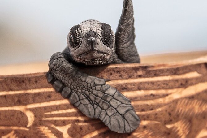 Los Cabos turtle release conservation program - Rancho Carisuva begins the lesson