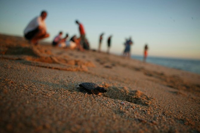 Los Cabos Turtle Release Eco-Experience - Why this turtle release feels different from a standard Cabo excursion
