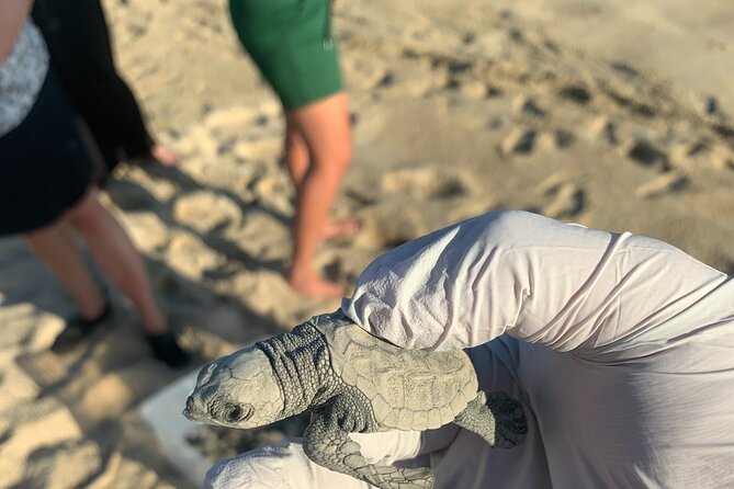 Los Cabos Turtle Release Eco-Experience - Releasing the hatchlings into the Pacific