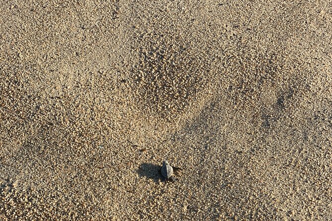 Los Cabos Turtle Release Eco-Experience - How long the experience really takes
