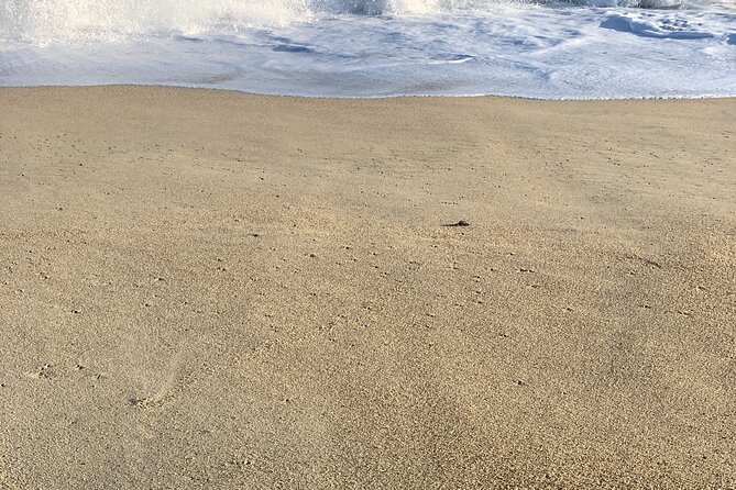 Los Cabos Turtle Release Eco-Experience - Is $95 a fair price?