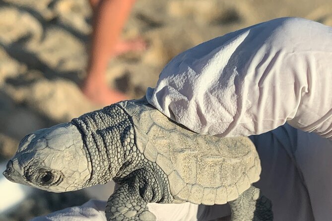 Los Cabos Turtle Release Eco-Experience - Weather, scheduling, and sensible planning