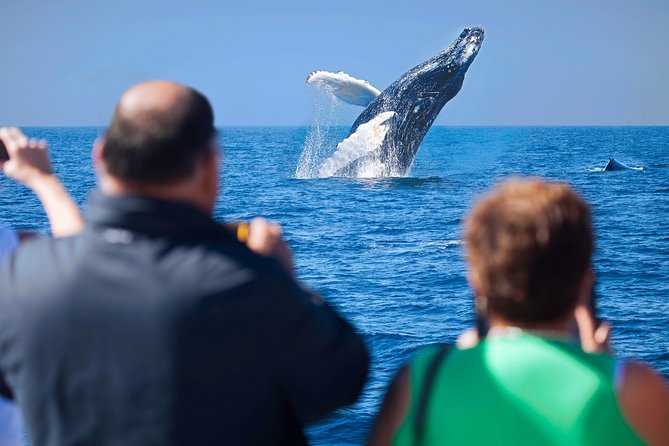 Los Cabos Whale Watching Cruise Including Breakfast - Setting out from Cabo San Lucas Marina at 9:00 a.m.
