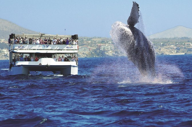 Los Cabos Whale Watching Cruise Including Breakfast - A marine biologist adds meaning to the sightings