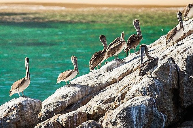 Los Cabos Whale Watching Cruise Including Breakfast - How much value do you get for $99?