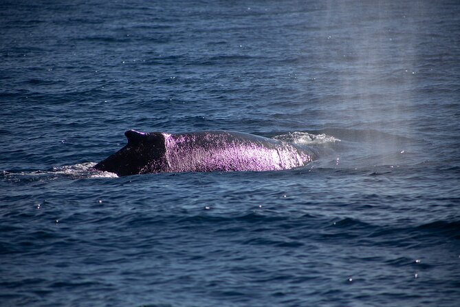 Los Cabos Whale Watching Cruise Including Breakfast - Practical tips for a better morning