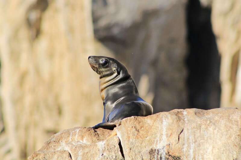 Los Cabos: Whale Watching (Transport and Pictures Included) - A whale tour that keeps the focus on the animals