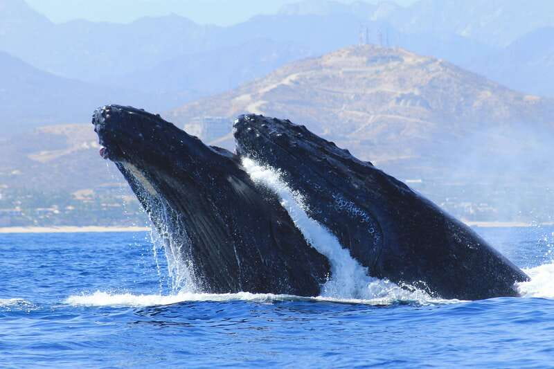Los Cabos: Whale Watching (Transport and Pictures Included) - Safety briefing before Land’s End