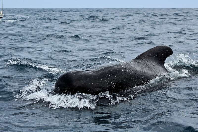 Los Cabos: Whale Watching (Transport and Pictures Included) - Two hours searching the Gulf of California