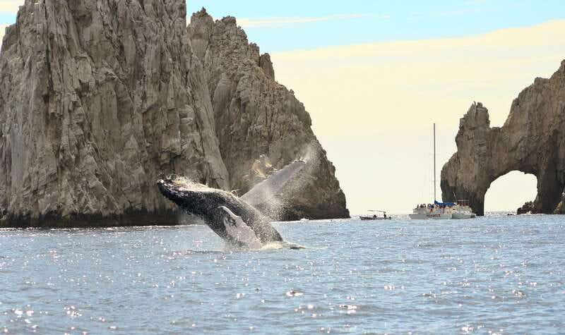Los Cabos: Whale Watching (Transport and Pictures Included) - Why the included photographs matter