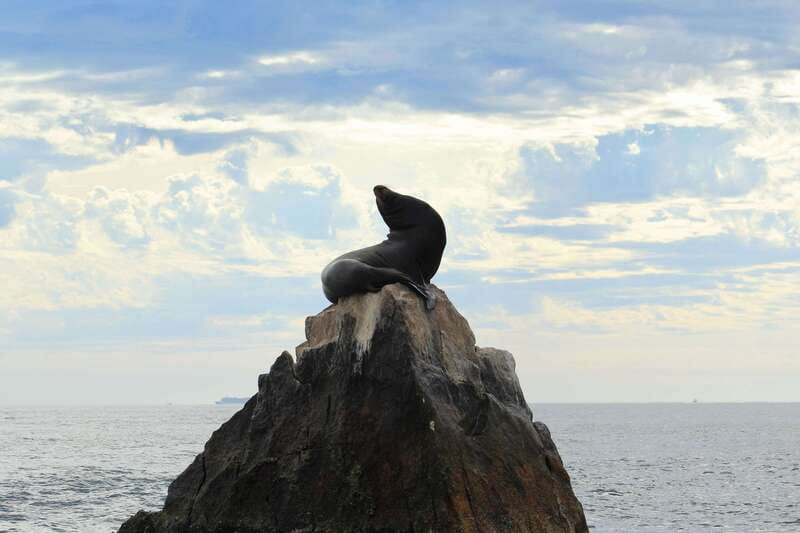 Los Cabos: Whale Watching (Transport and Pictures Included) - Is $94 a fair price?