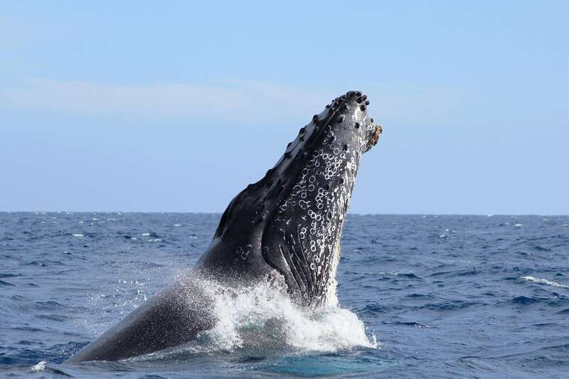 Los Cabos: Whale Watching (Transport and Pictures Included) - Pickup from three parts of Los Cabos