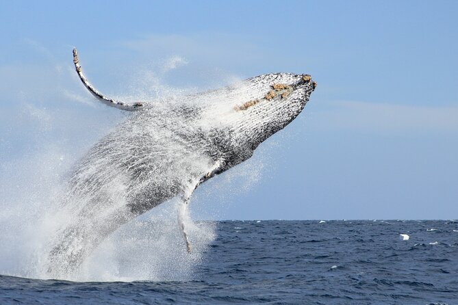Los Cabos Whale Watching (Transportation and Pictures Included) - Key points to know before booking