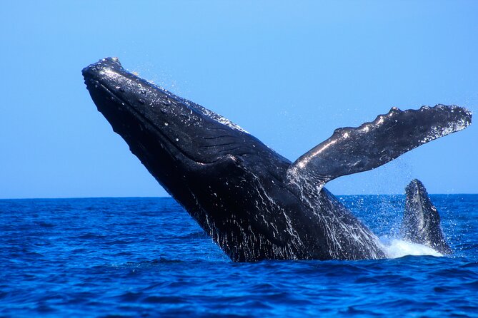 Los Cabos Whale Watching (Transportation and Pictures Included) - Two hours searching the Gulf of California