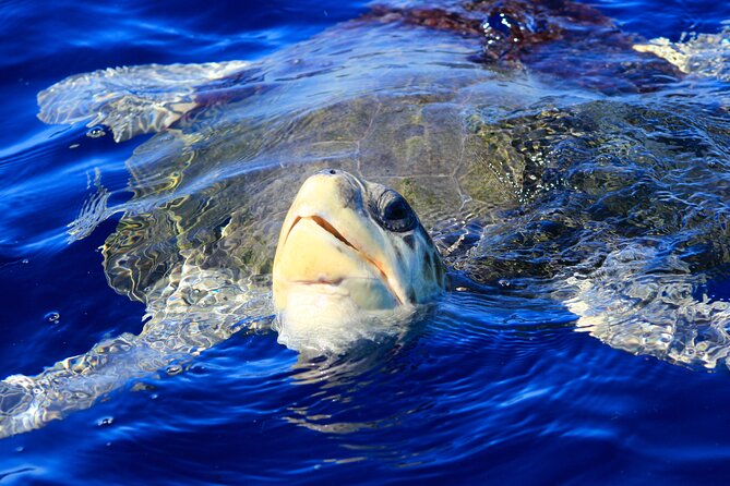 Los Cabos Whale Watching (Transportation and Pictures Included) - What the covered boat feels like on the water