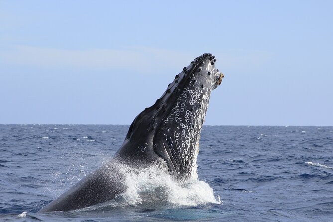 Los Cabos Whale Watching (Transportation and Pictures Included) - Guides, facts, and the human side of the trip