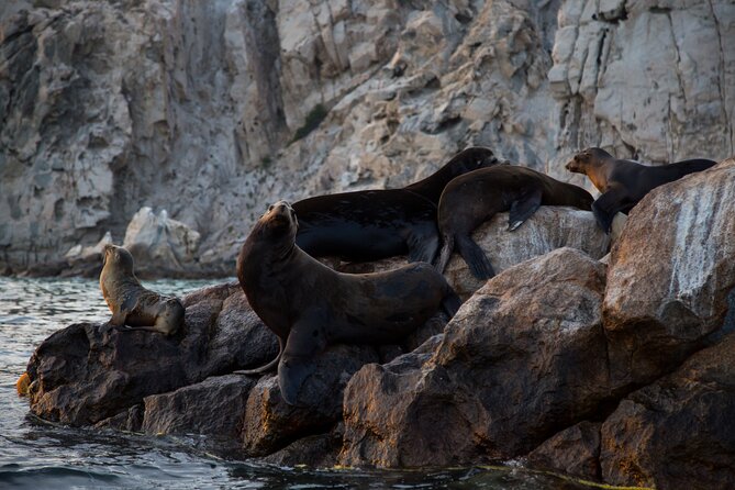 Los Cabos Whale Watching (Transportation and Pictures Included) - Who should book this experience