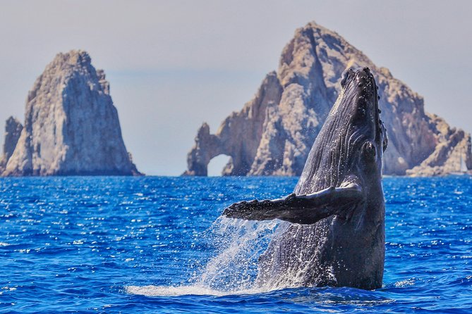Luxury Catamaran Whale Watching Cabo San Lucas - Key points to know before booking