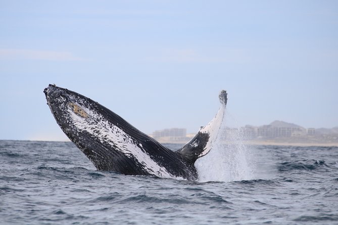 Luxury Catamaran Whale Watching Cabo San Lucas - Two hours listening for whales in the Sea of Cortez
