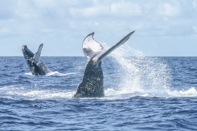 Luxury Catamaran Whale Watching Cabo San Lucas - Food, drinks, and the meaning of luxury here