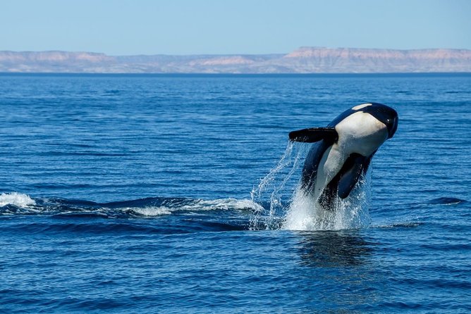Luxury Catamaran Whale Watching Cabo San Lucas - Who will enjoy this Cabo whale watch