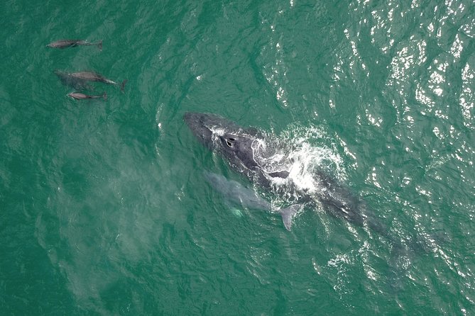 Luxury Catamaran Whale Watching Cabo San Lucas - Booking details that can affect your day