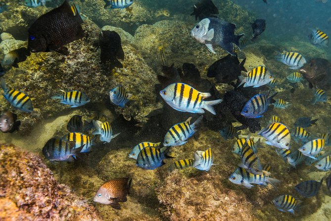 Magical Cenote and Paradise Lagoon Snorkeling Adventure - Guide quality and the feel of the outing