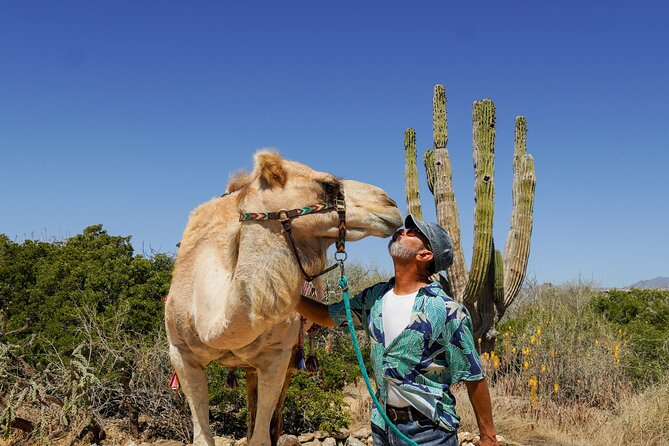 Magical Todos Santos Tour, Camel Ranch, Lunch and Tequila - Key details before you book