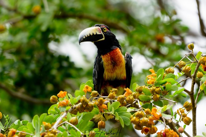 Mahahual and Costa Maya Birdwatching - Searching several habitats instead of one fixed trail