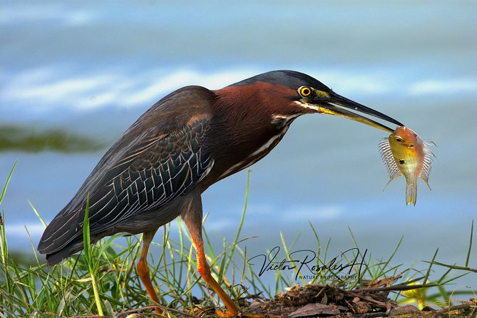 Mahahual and Costa Maya Birdwatching - Photography help without a formal photo workshop