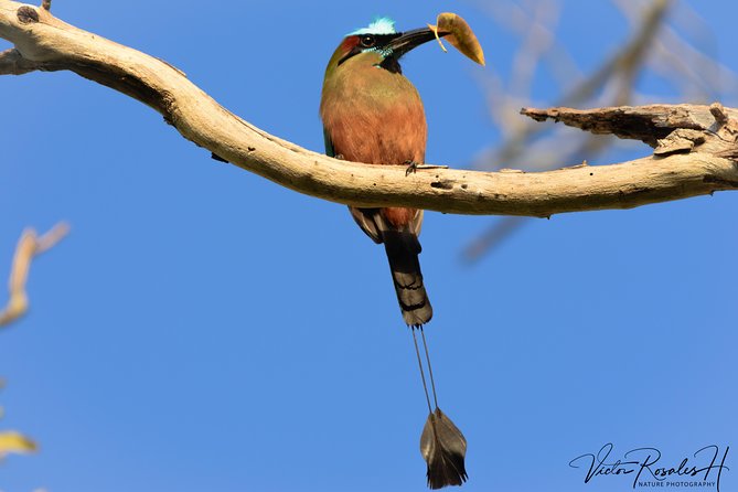 Mahahual and Costa Maya Birdwatching - What the five-hour schedule feels like