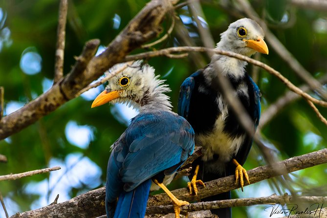 Mahahual and Costa Maya Birdwatching - How the value works when the price is not listed