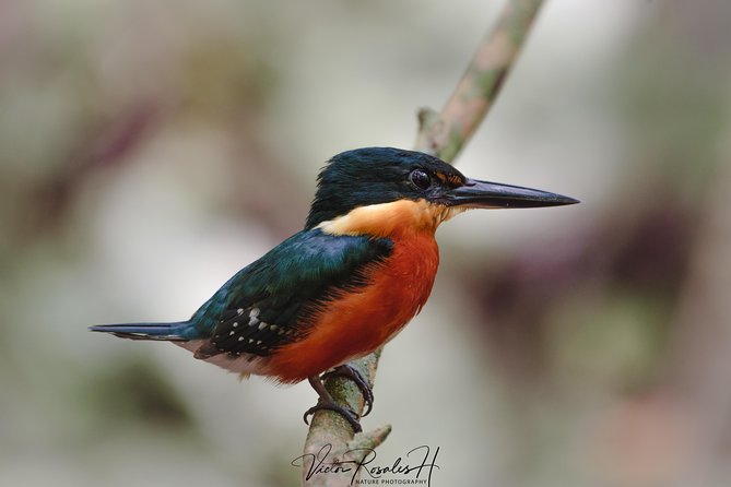 Mahahual and Costa Maya Birdwatching - Who should book this birding morning