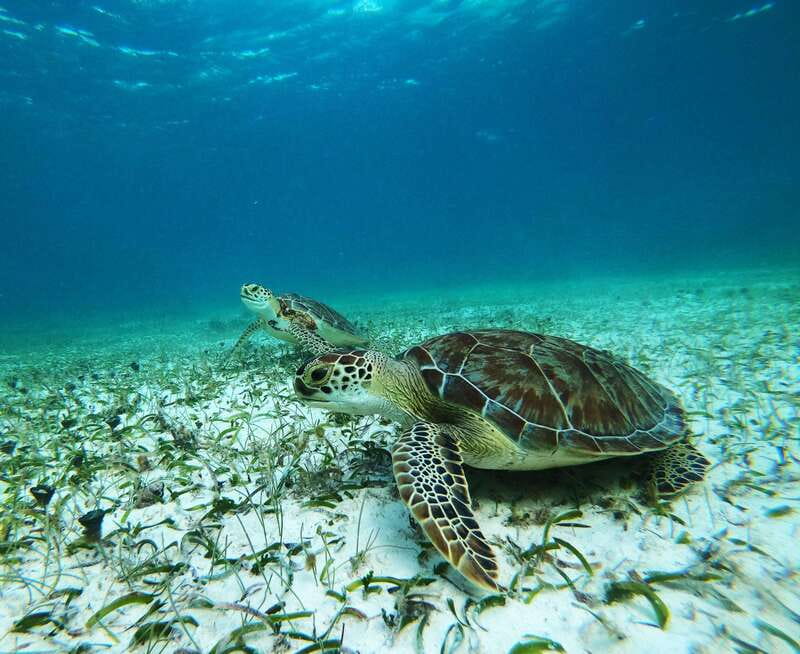 Mahahual: Snorkel Tour in Reef Lagoon - A calm introduction to Mahahual’s reef