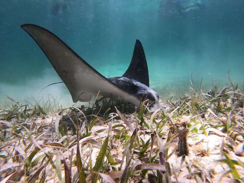 Mahahual: Snorkel Tour in Reef Lagoon - Gear fitting and the reef briefing