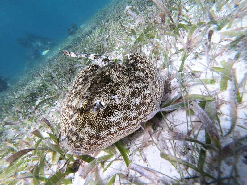 Mahahual: Snorkel Tour in Reef Lagoon - One hour among coral heads, grass, and sand