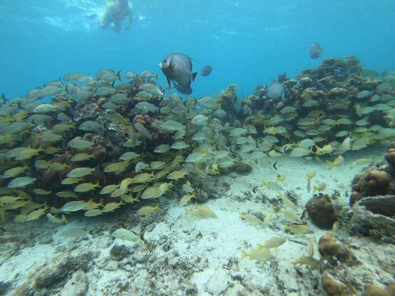 Mahahual: Snorkel Tour in Reef Lagoon - Who will enjoy this outing most