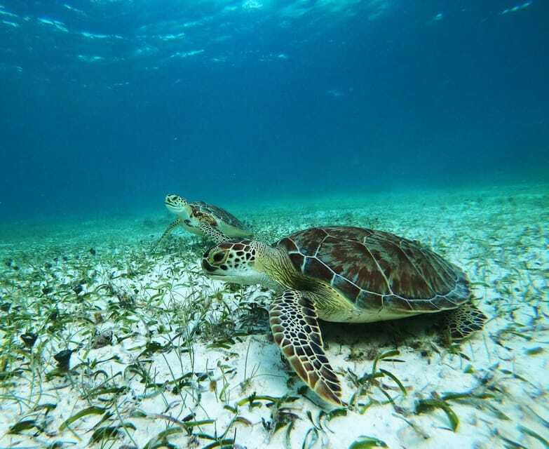 Mahahual: Snorkel Tour in Reef Lagoon - Practical timing and preparation