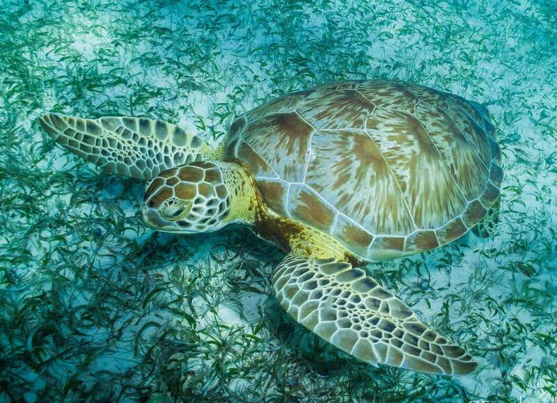 Mahahual: Snorkel Tour in Reef Lagoon - Meeting at Blue Kay Ecocabañas